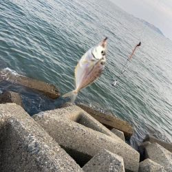 シロギスタの逃した魚は…