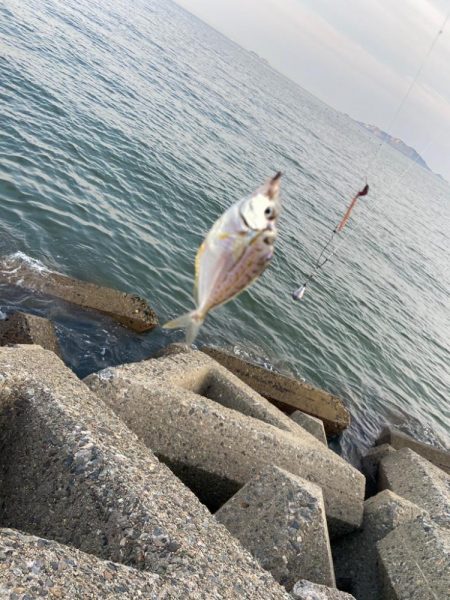 シロギスタの逃した魚は…