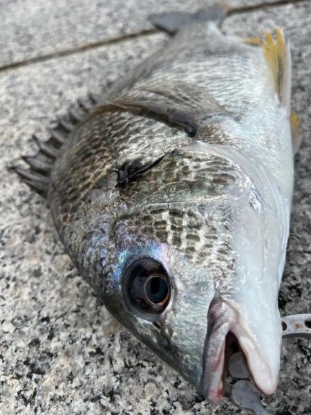 尺ガシラにチヌやセイゴ活性高いです