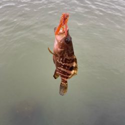 ２日大雨後の根魚調査