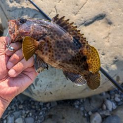 陸っぱり釣行記