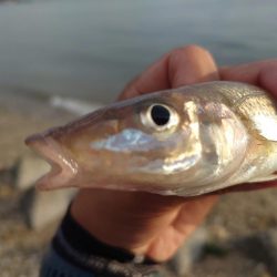 遠投キス釣り