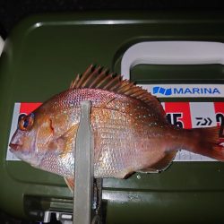 ダウンショットで五目狙い🎣