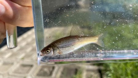 活性高く、小型ながらいくらでも釣れる感じ。しかし狙いのタナゴやオイカワ、カワムツはいなさそうな雰囲気