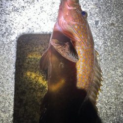 根魚