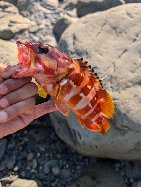 陸っぱり釣行記