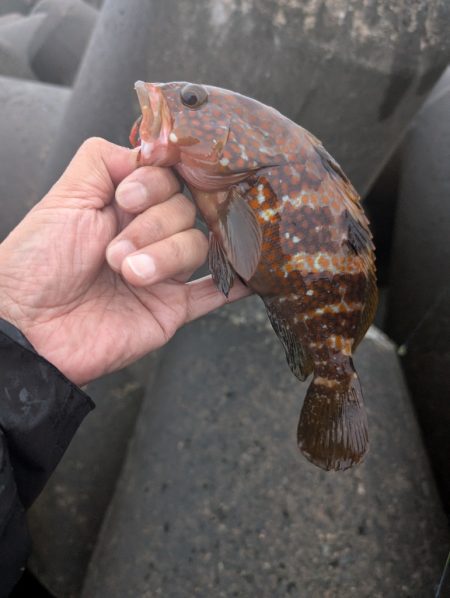 陸っぱり釣行記