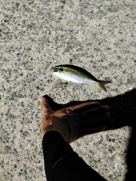 夏の風物詩in離島