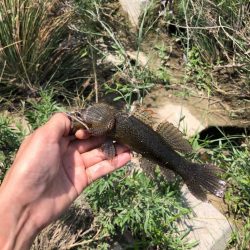 カワアナゴ釣り