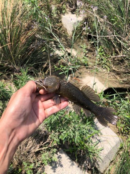 カワアナゴ釣り