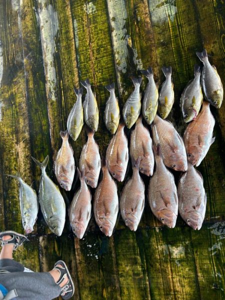 あなたに逢い鯛釣堀