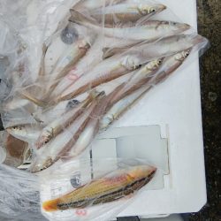 苅屋海岸のキス釣り