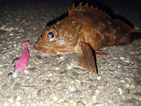 ロックフィッシュ釣行