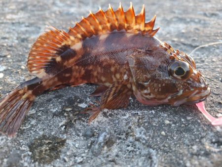 ロックフィッシュ釣行