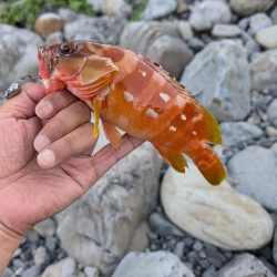 陸っぱり釣行記