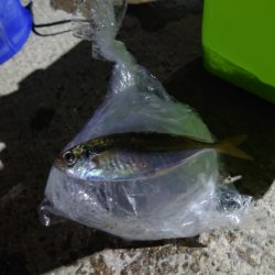 久しぶりのアジ釣れました？