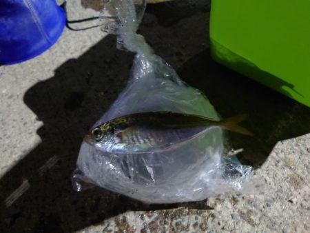 久しぶりのアジ釣れました？