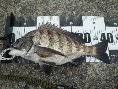 マダイ狙いカゴ釣り🎣