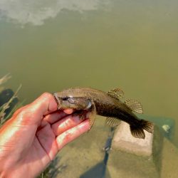 カワアナゴ釣り