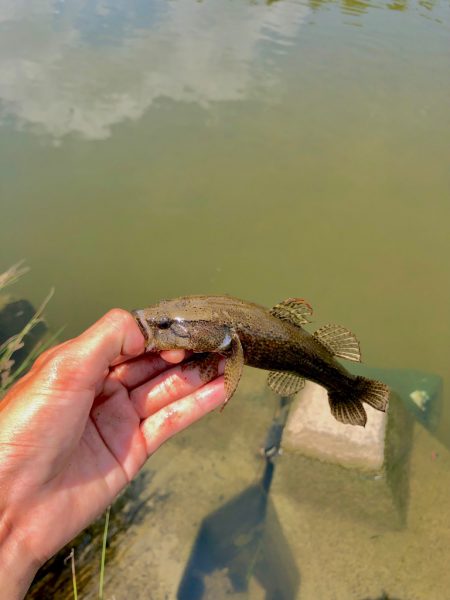 カワアナゴ釣り