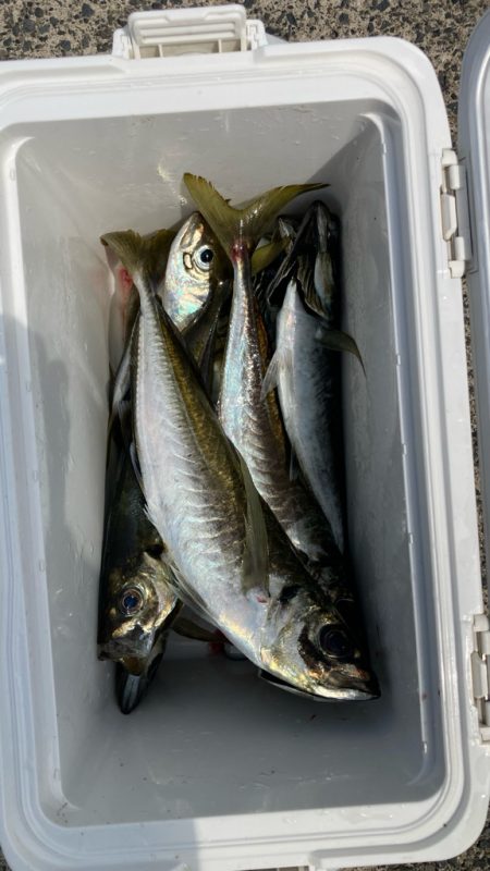 カマスが釣れたぁ(*´꒳`*)