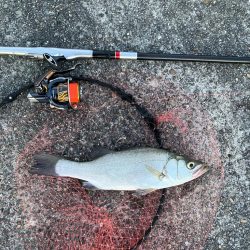 エビ撒き釣りでヒラスズキ