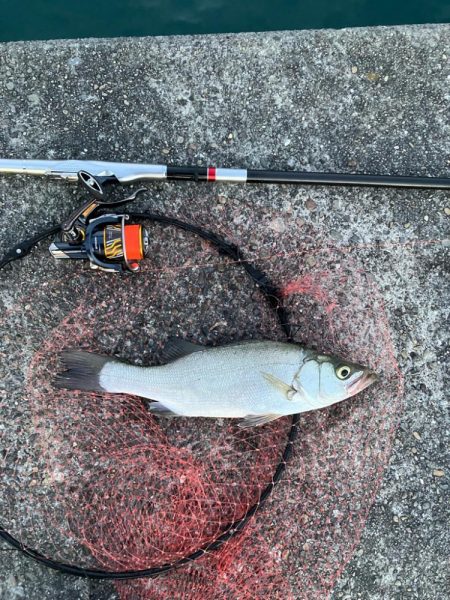 エビ撒き釣りでヒラスズキ