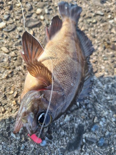 ロックフィッシュ釣行