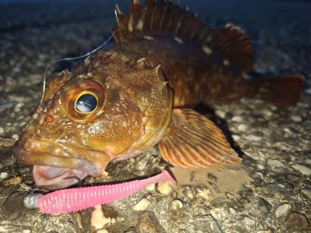 ロックフィッシュ釣行