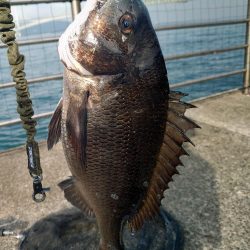 マダイ狙いカゴ釣り🎣