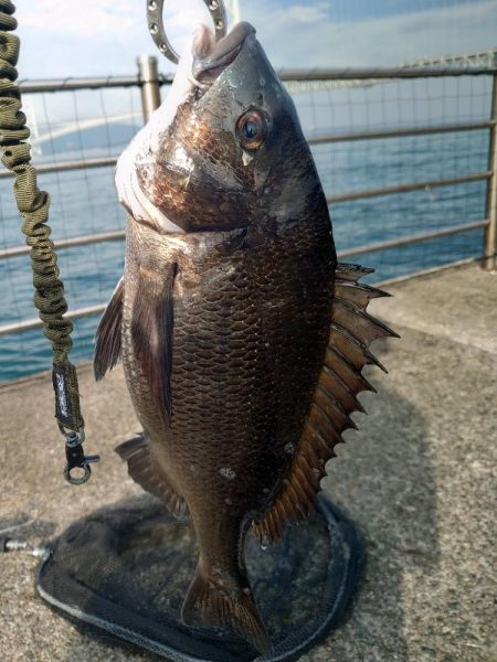 マダイ狙いカゴ釣り🎣