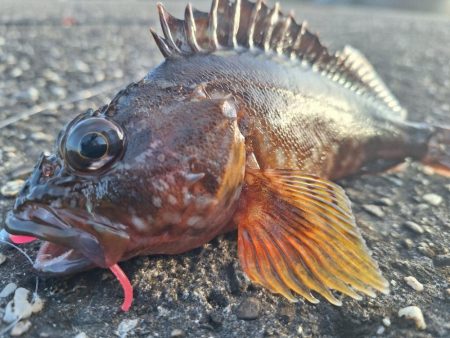 ロックフィッシュ釣行