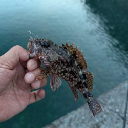 陸っぱり釣行記