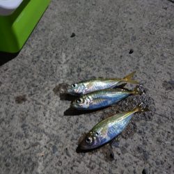 久しぶりのアジ釣れました？