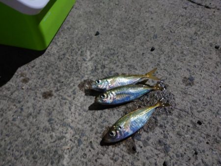 久しぶりのアジ釣れました？