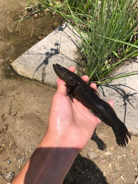 カワアナゴ釣り