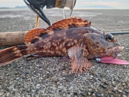 ロックフィッシュ釣行