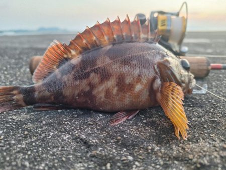 ロックフィッシュ釣行