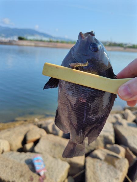 子供の夏休み