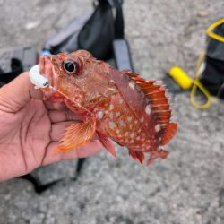 陸っぱり釣行記