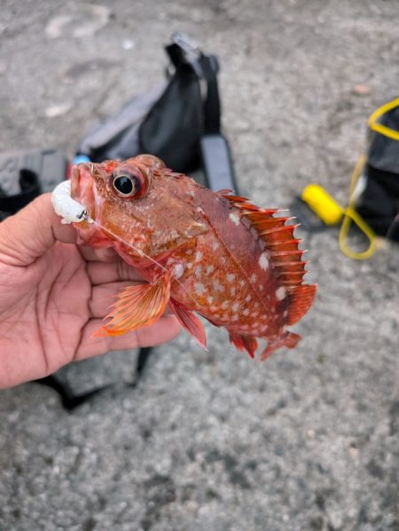 陸っぱり釣行記