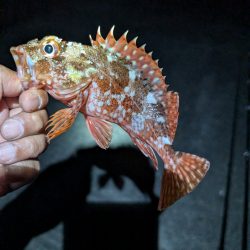 陸っぱり釣行記