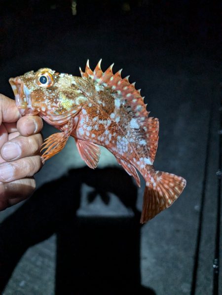 陸っぱり釣行記