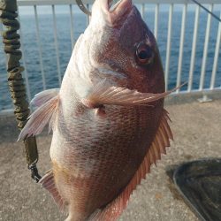 真鯛狙いのカゴ釣り🎣