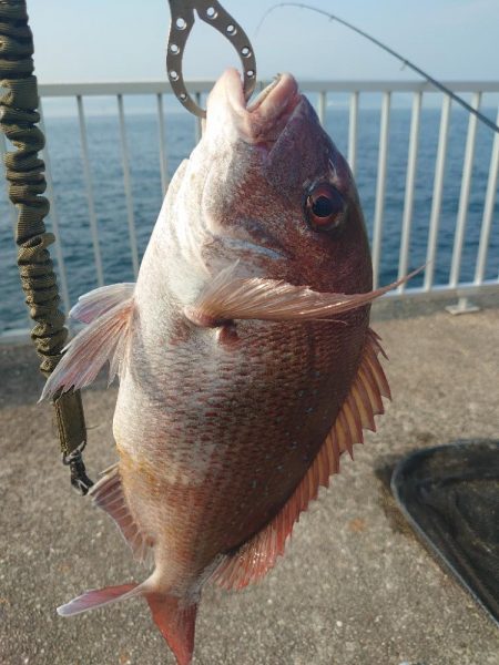 真鯛狙いのカゴ釣り🎣