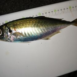 ご無沙汰の好釣果