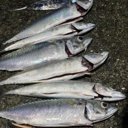 大サバよく釣れた！夏タチウオも！