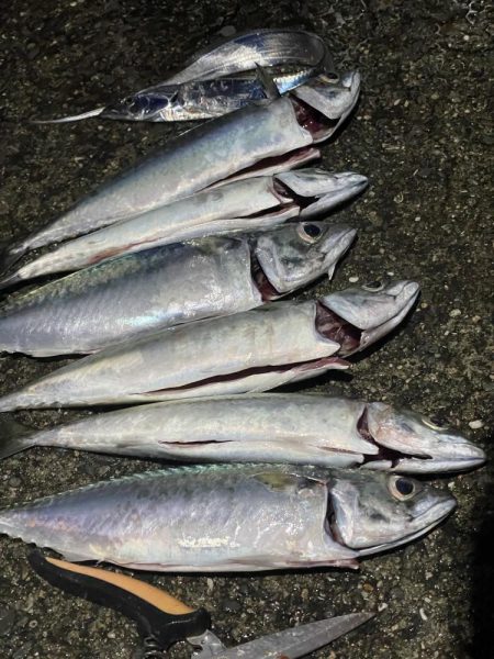 大サバよく釣れた！夏タチウオも！