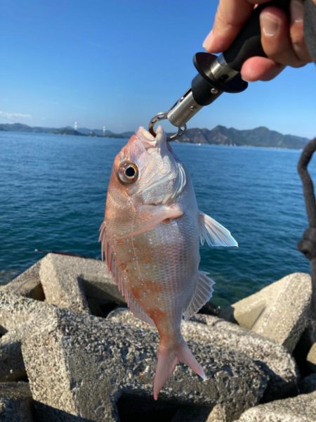 鯛釣れた