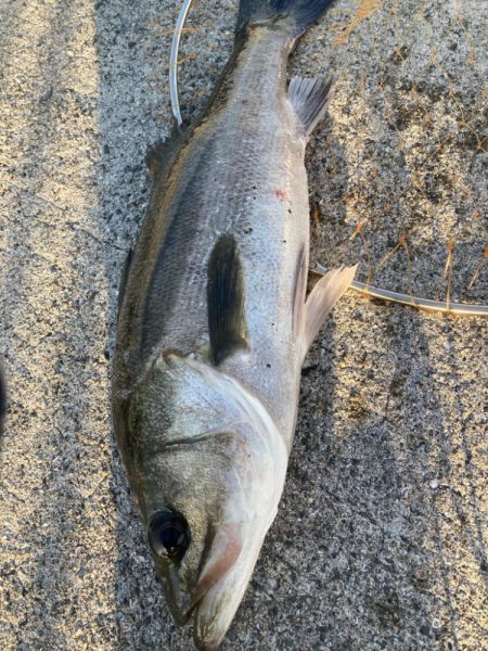 アジ釣り